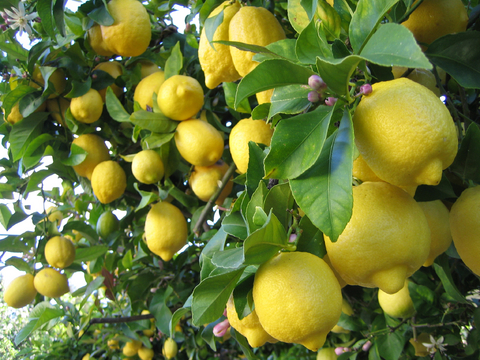lemon tree  |  photo: © Daniel Yang | Dreamstime.com  |  480x360 pixels 
